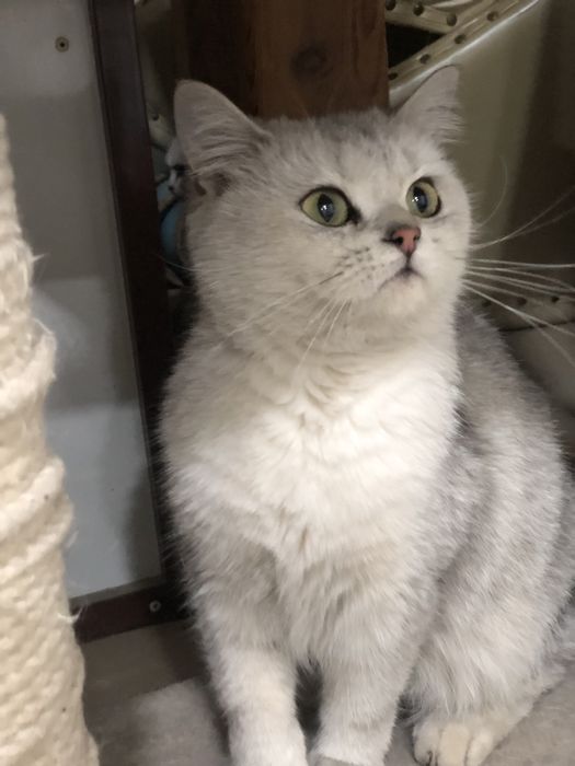 Британская шиншилла