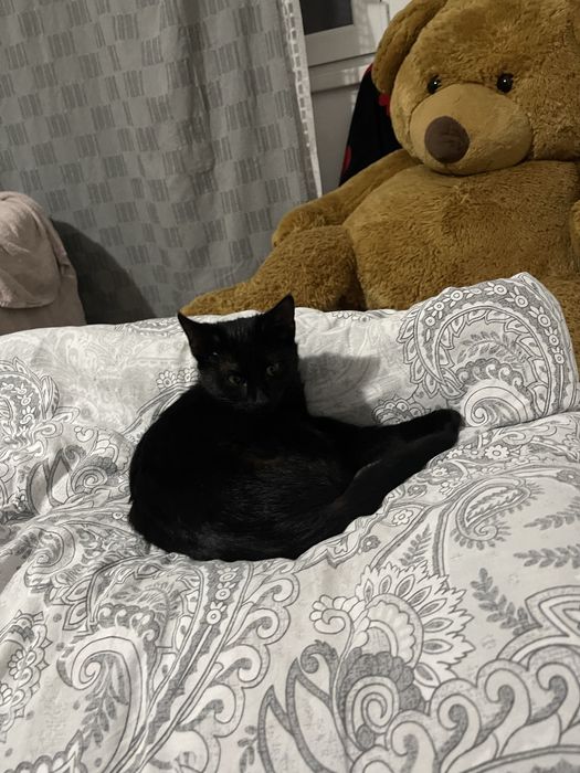 Pisicuta spre adoptie