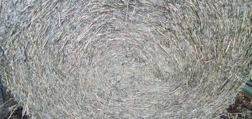 Fân lucernă , verde, cu frunză  1.200 RON/tonă ,  baloti rotunzi