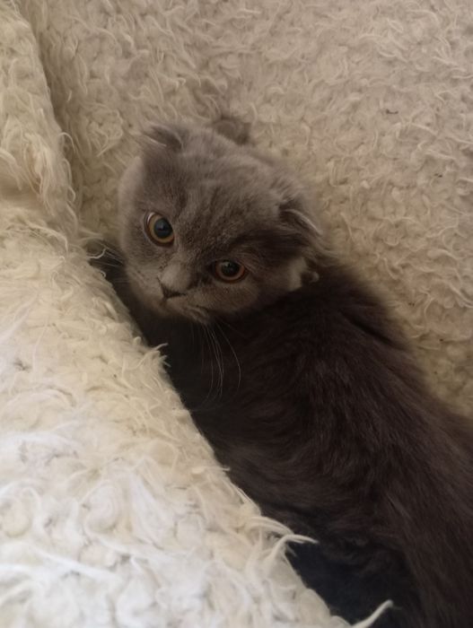 Mushukxonga kuyov kerak (kelishamiz)