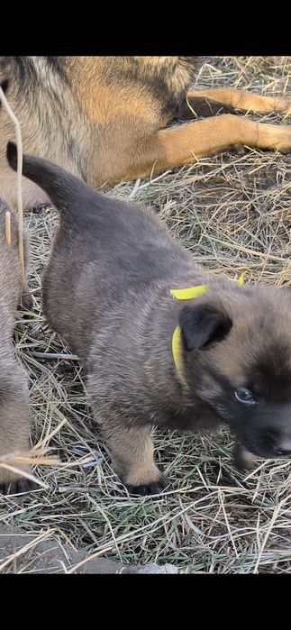 Бельгийская малинуа