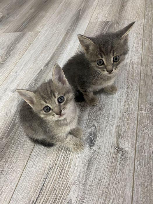 Бесплатно отдам котят