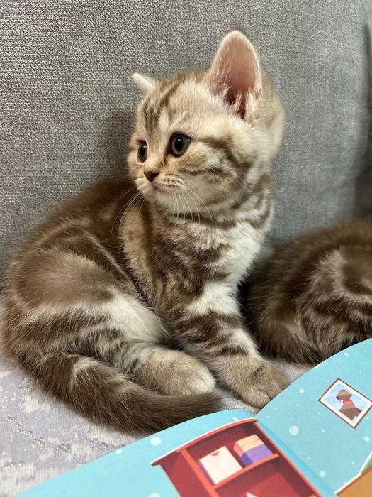Шотландский вислоухий котята
