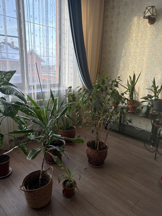 Продам комнатные растения. Цены разные