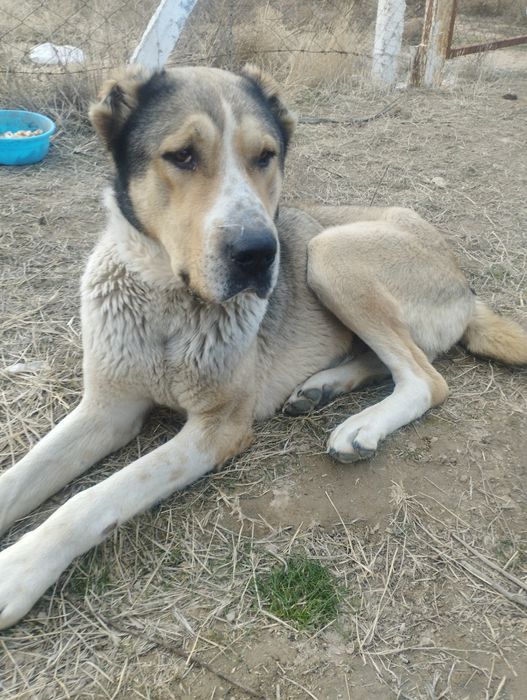 Кучук  сотилади соглом