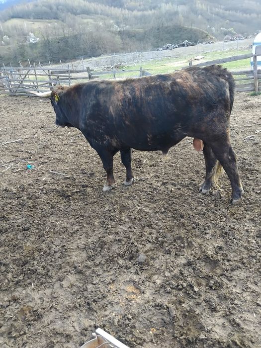 Taur și tăurași de vânzare