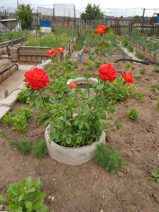 Продам ухоженную дачу в Степногорске