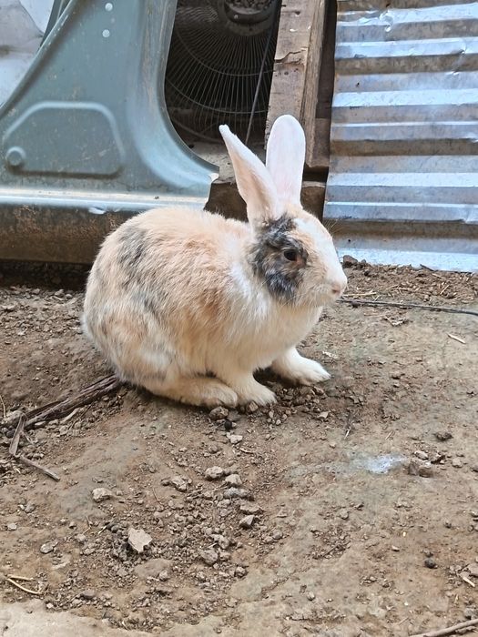 Quyonla sotladi 2ta samka 300min 2lasi
