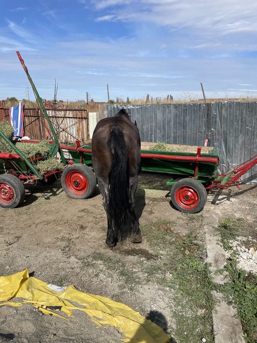 Vand sau schimb iapa de 8ani fac orce proba la fata locului
