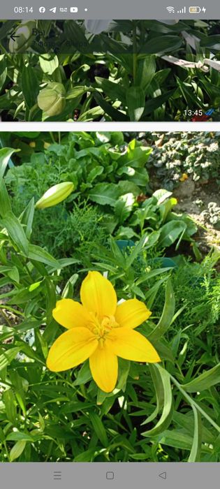 Туя Западная  Брабант