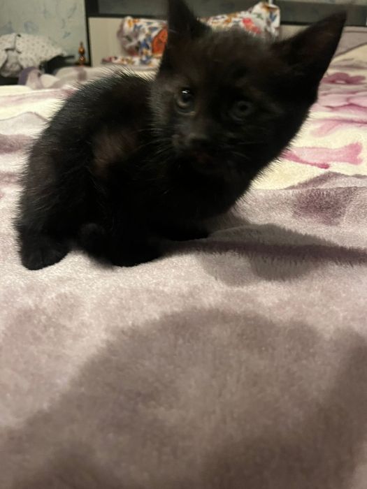 Котёнок, отдам в добрые руки