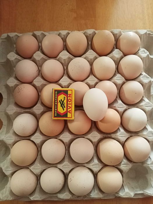 Продам домашнее яйцо