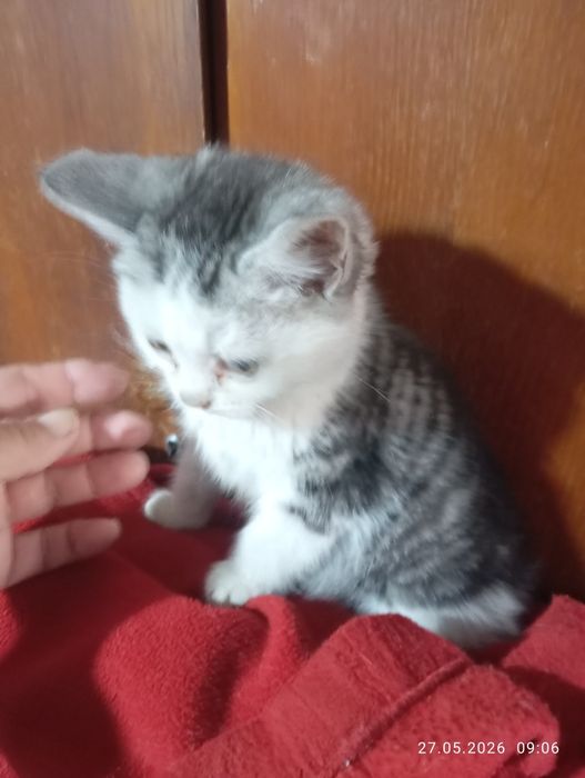 Британские    котята