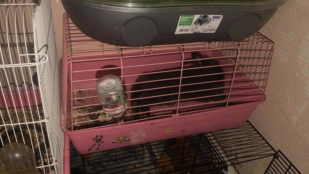 декоротивный кролик