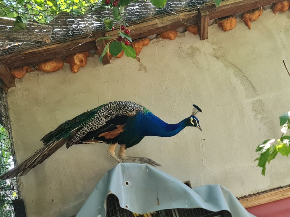 Vând paun mascul în  vârstă de 6 ani