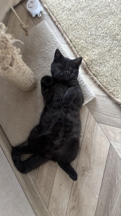 Котенок скоттиш страйт