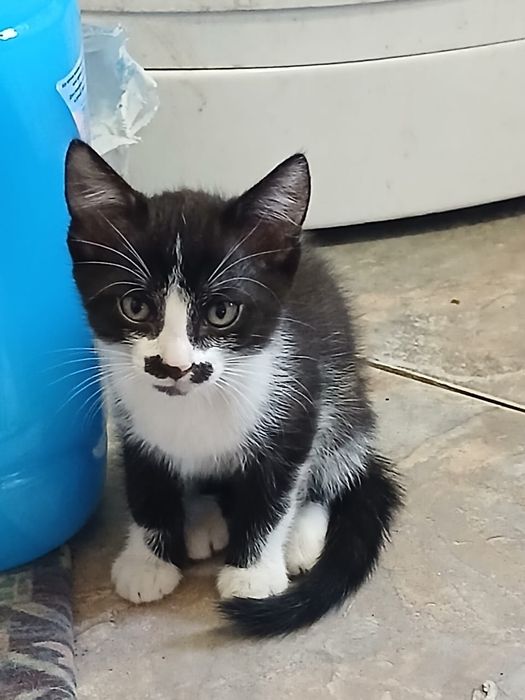 Котят в добрые руки