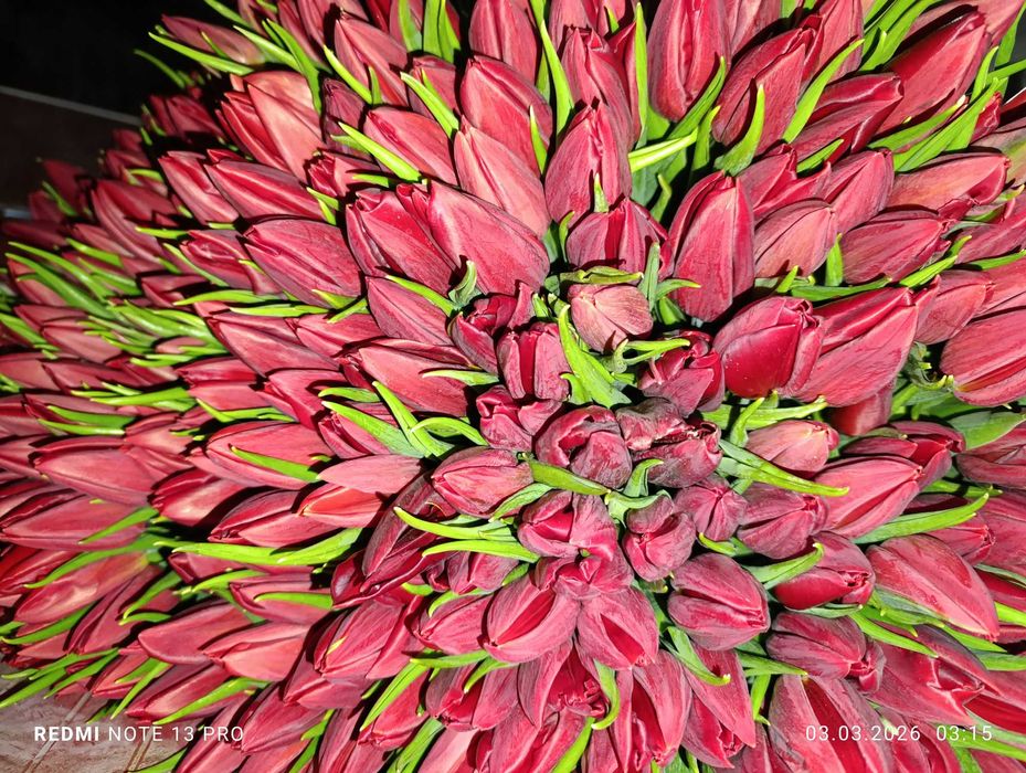 Продам свежесрезанные тюльпаны.