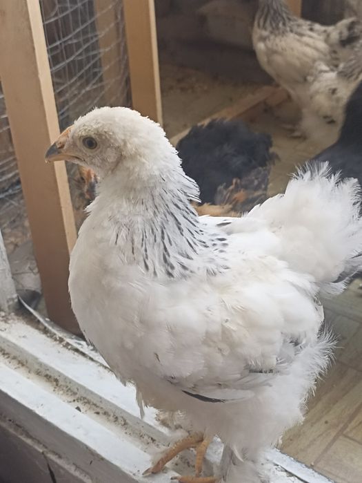 Продам цыплят гигант брамма