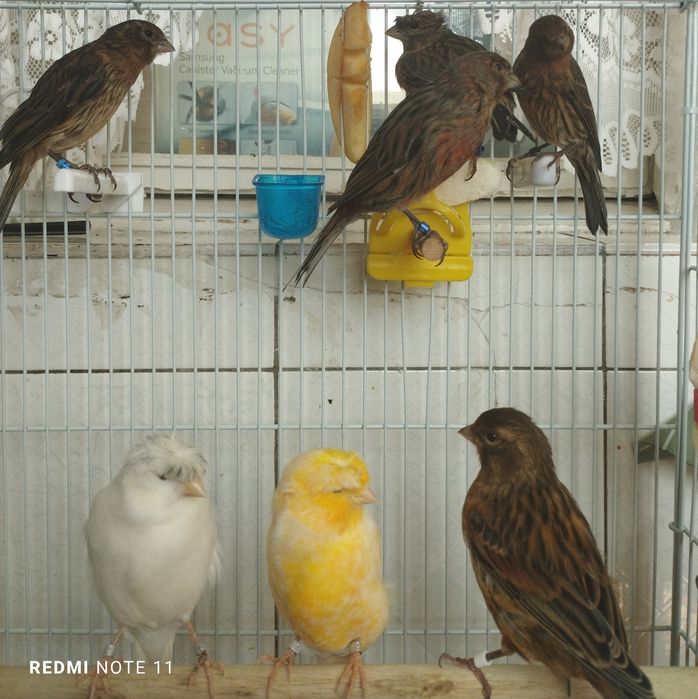 Канарейка   6. 7. Ойлила. Сотилади. Красная дерева