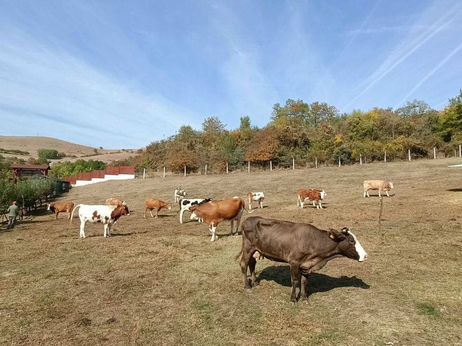 Vaci de vânzare , viței