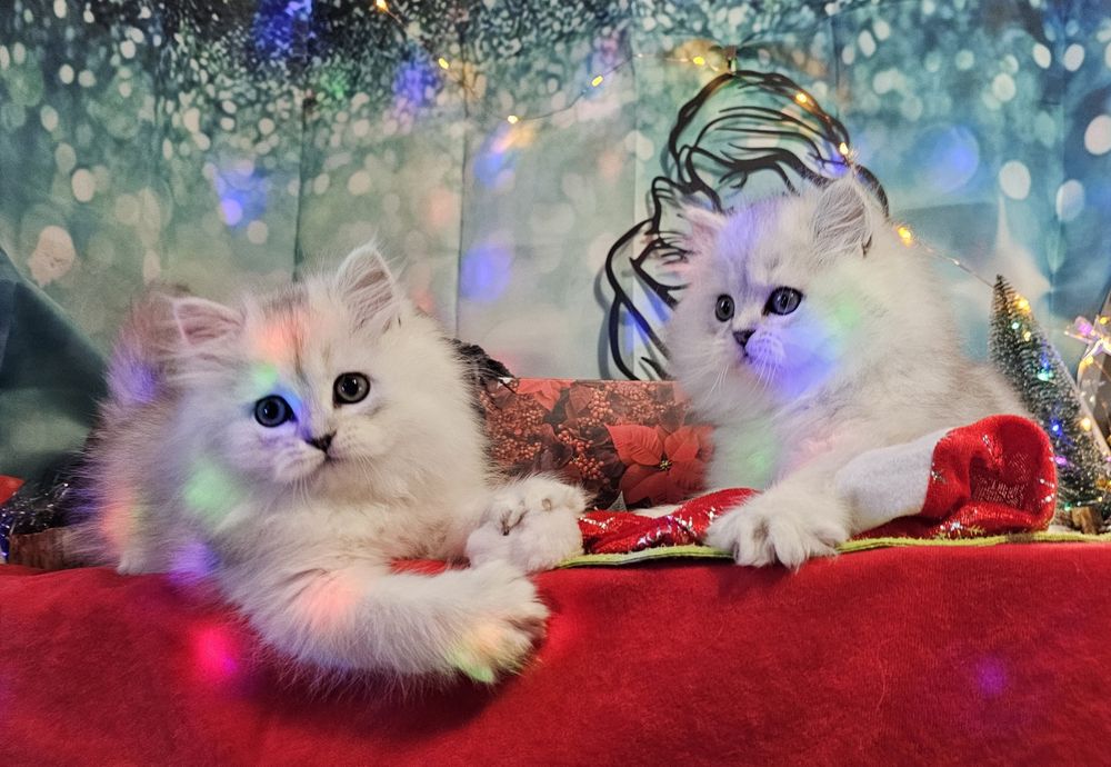 Британски дългокосмести котенца