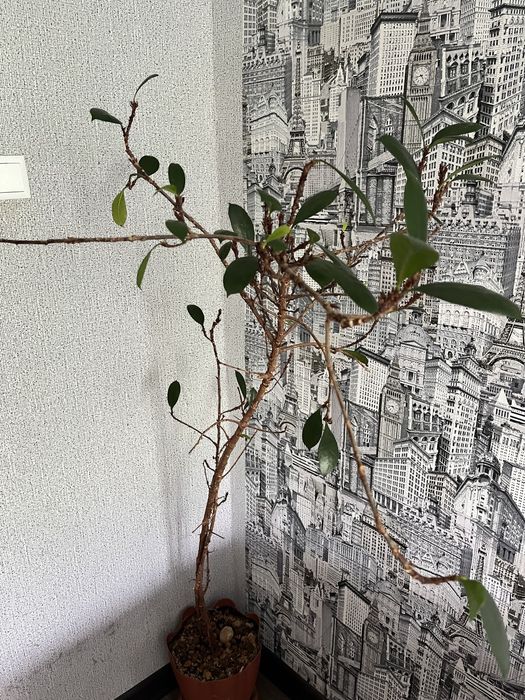 Продам драцену и фикус