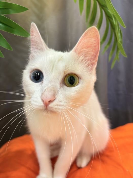 Кошечка ищет дом