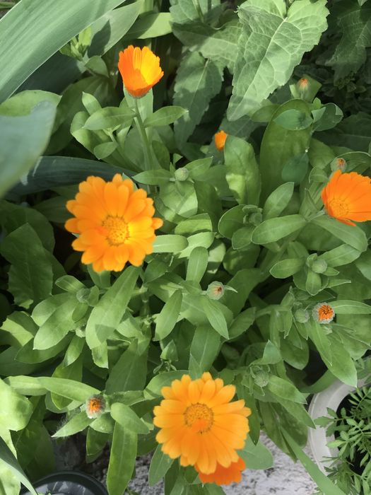 Продам семена разных цветов