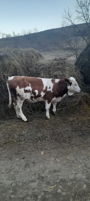 Vițea balțati românesti