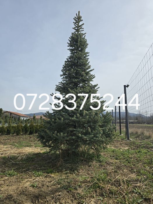 Leylandii chipaross amenajări grădini