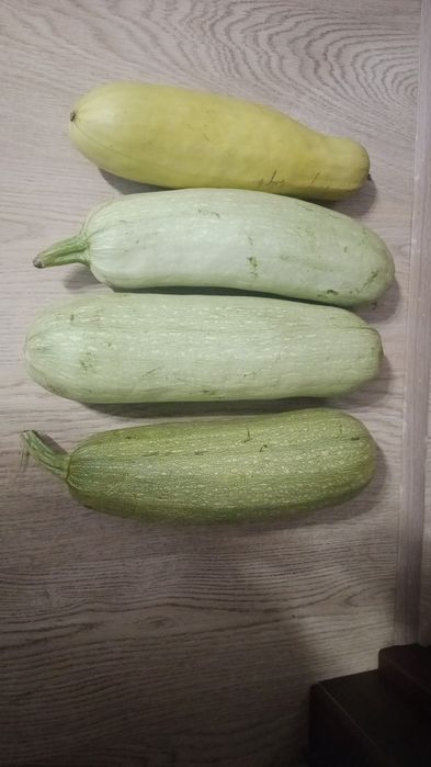 Продам домашние кабачки