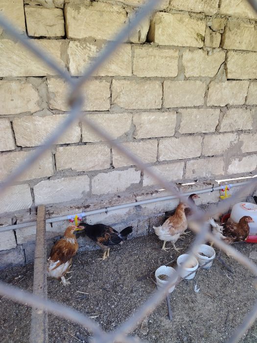 Продам кур несушек