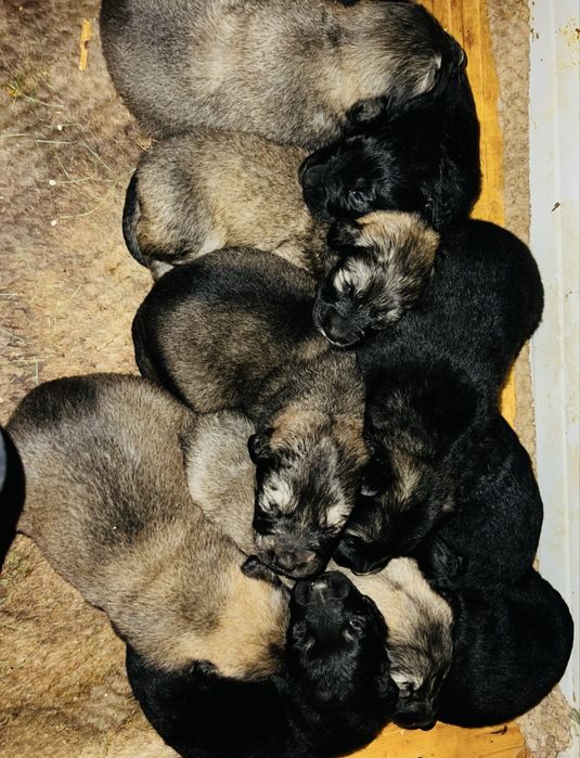 Catei Ciobanesc Corb