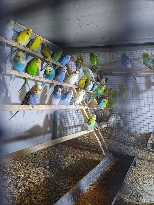 Vând perusi pui,maturi cântatori nimfe kakariki rosella  turturele .