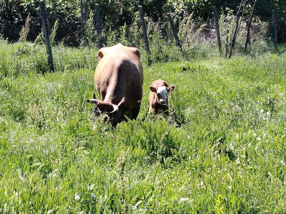 Vand vaca cu vitel