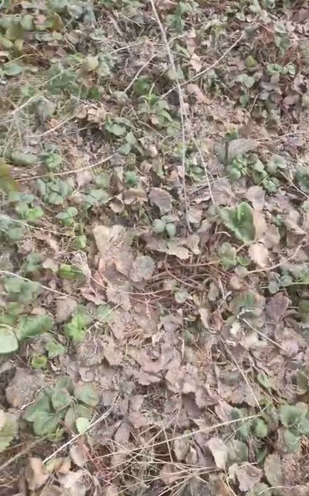 Рассада клубники