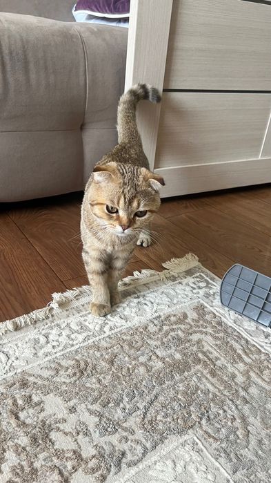 Котенок шотландский вислоухий