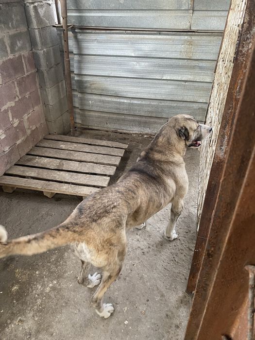 Шерхан легендарный алабай сао