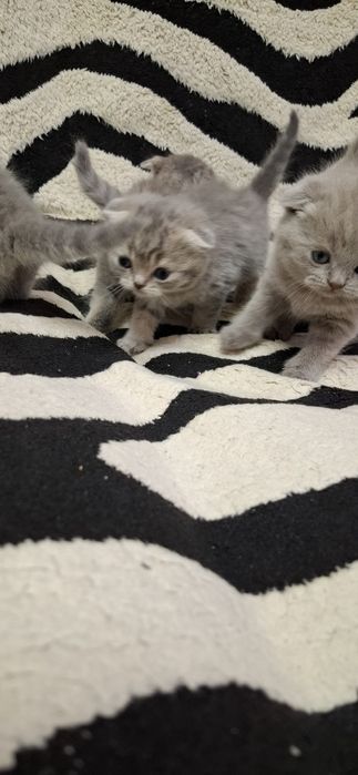 Вислоухие котята