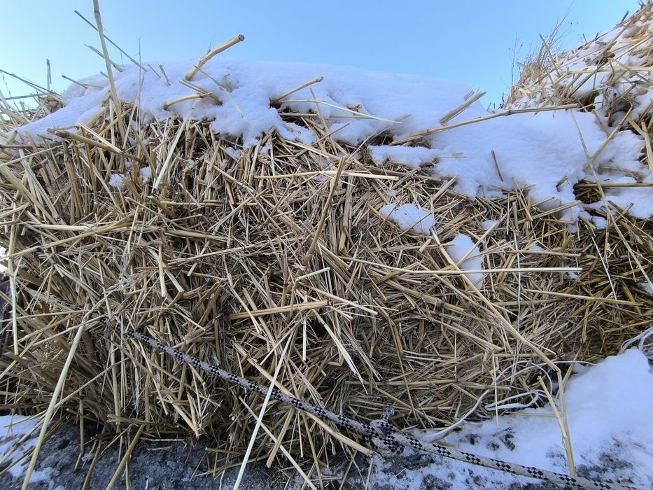 Сено Суданка Шөп Сорго