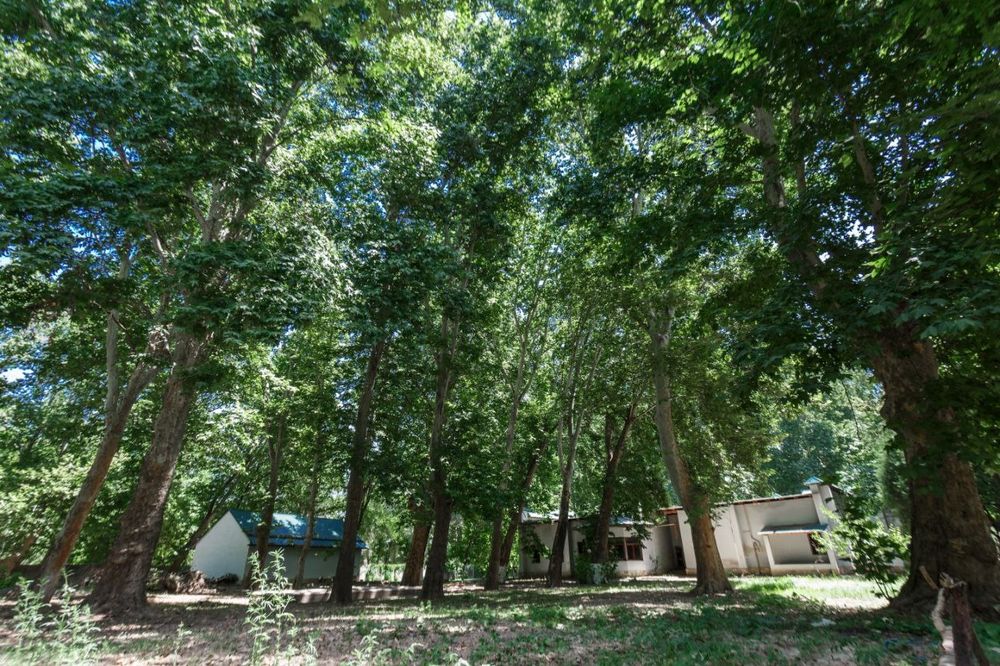 Срочно Продаётся Дача-роща! 100 соток! Чирчик