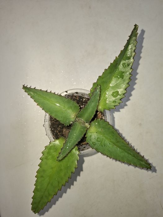 Продам укоренённые отростки каланхоэ