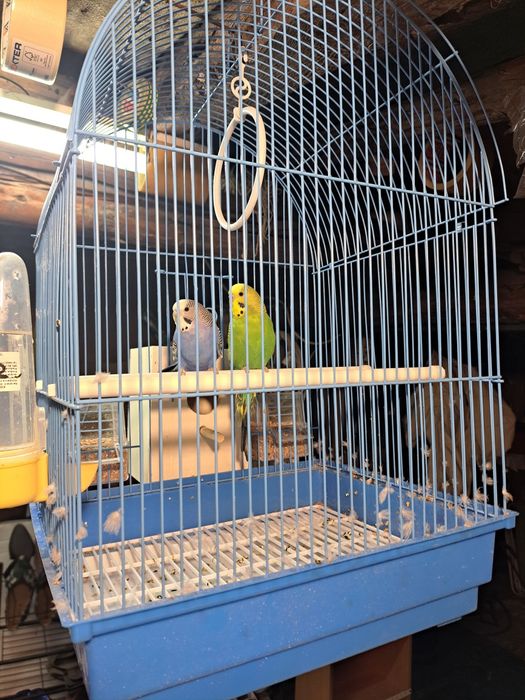 Vand colivie si 2 perusi