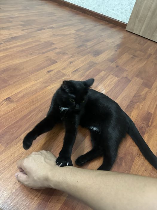 Отдам кота в добрые руки