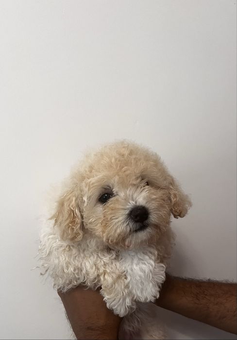 Bichon maltipoo - poodel