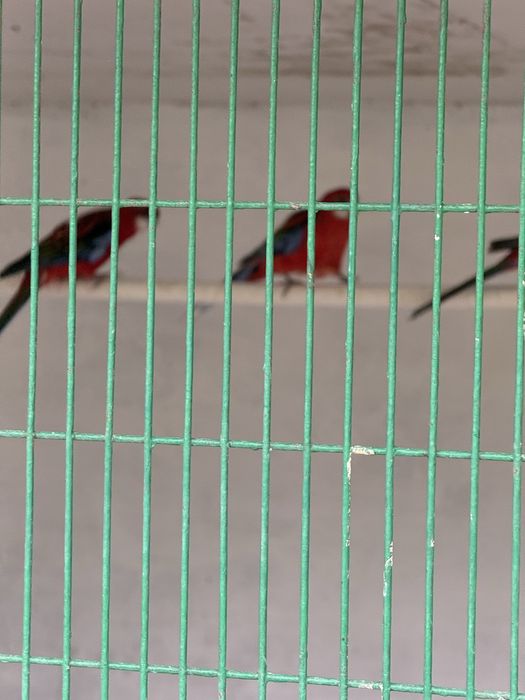 Птицы и жывотные