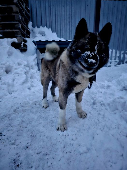 Вязка американская акита.