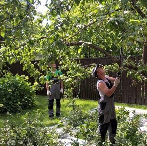 Садовник/обрезка/стрижка/спил/посадка пересадка опора деревьев и уход