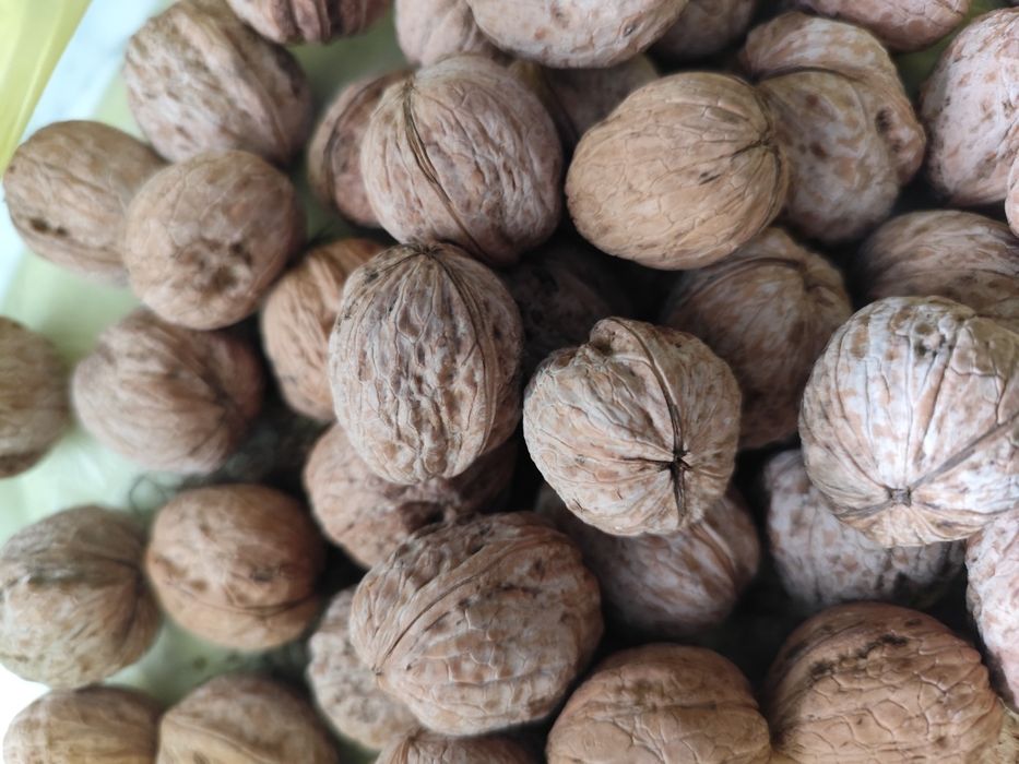 Грецкие орехи домашние